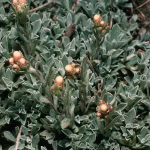 Antennaria rosea, near Patriarch Grove, White Mountains, Sierra Nevada