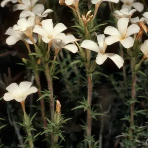Leptodactylon pungens, Grandview campground, White Mountains, Inyo National Forest