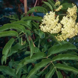 Sambucus microbotrys, Mineral King, Sequoia National Park