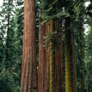Sequoiadendron, Giant Forest, Sequoia National Forest