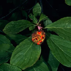 Cornus nuttallii, Giant Forest, Sequoia National Park