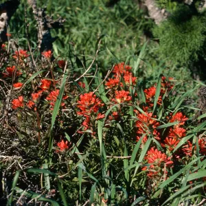 Castilleja affinis, West of campground, East Anacapa Island
