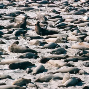Elephant Seals, Point Bennett, San Miguel Island