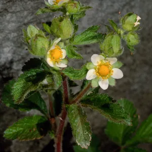 Potentilla glandulosa, Santa Barbara Botanic Garden