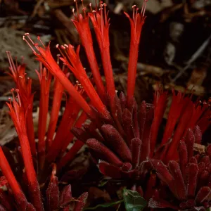 Monardella macrantha, Santa Barbara Botanic Garden