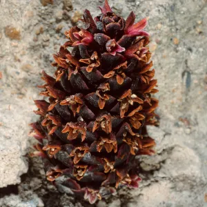 Boschniakia strobilacea, 4th canyon, East of Water Canyon, Santa Rosa Island