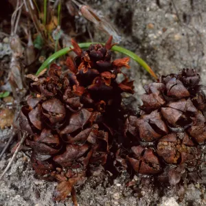 Boschniakia strobilacea, 4th canyon, East of Water Canyon, Santa Rosa Island