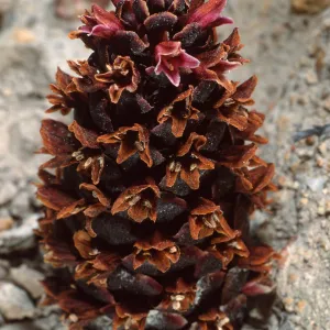 Boschniakia strobilacea, 4th canyon, East of Water Canyon, Santa Rosa Island