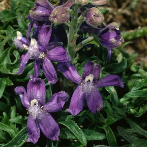 Delphinium parryi, Carrington Point, Santa Rosa Island