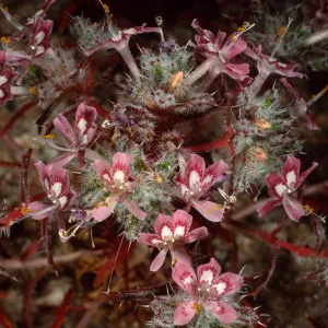 Loeseliastrum matthewsii, Red Rock Canyon State Park, Sierra Nevada
