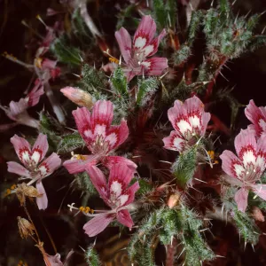 Loeseliastrum matthewsii, Red Rock Canyon State Park, Sierra Nevada