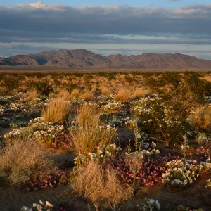desert view, 15 miles East of 29 Palms
