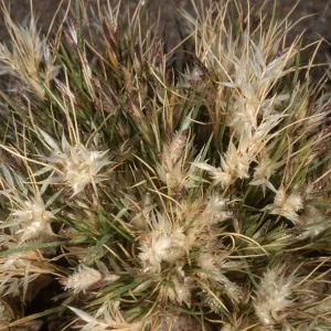 Erioneuron pulchellum, 29 Palms