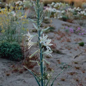 Hesperocallis undulata, 15 miles East of 29 Palms