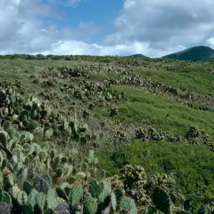 Maritime Cactus Scrub, above Cottonwood Cove, East of Little Harbor, Catalina Island