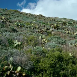Maritime Cactus Scrub, above Cottonwood Cove, East of Little Harbor, Catalina Island