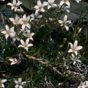 Arenaria kingii, White Mountains, upper Owens Valley