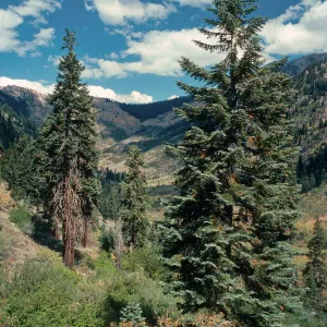 Abies magnifica, Eagle Lake Trail, Mineral King, Sequoia National Park