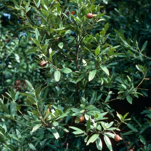 fruits, Umbellularia californica, Cold Spring Canyon, Santa Barbara County