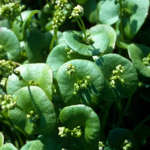 Claytonia perfoliata, Middle Canyon, Santa Barbara Island