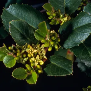 Rhamnus ilicifolia, Hollyleaf Redberry, Tunnel Trail, Santa Barbara County