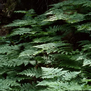 Pteridium aquilinum, Prisoners-Harbors Trail, Santa Cruz Island