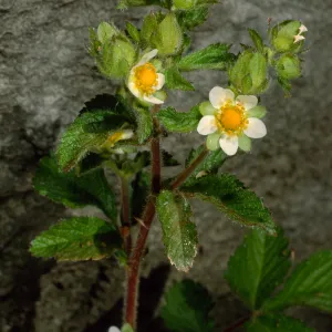 Potentilla glandulosa, Santa Barbara Botanic Garden