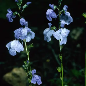 Linaria canadensis, road to Coches, Santa Cruz Island