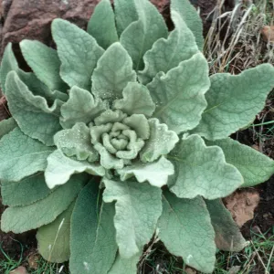 Verbascum thapsus, Z-fork Canyon, Santa Cruz Island