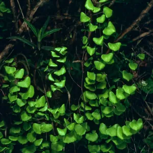 Adiantum jordanii, just West of Lyndals House, Santa Cruz Island