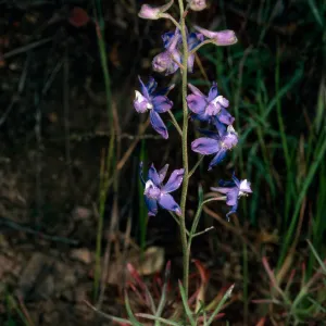 Delphinium parryi, Campo Raton, Santa Cruz Island