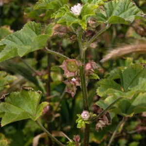 Malva parviflora, Christy Beach, Santa Cruz Island