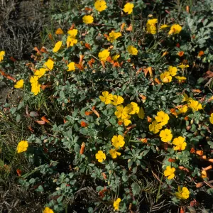 Camissonia cheiranthifolia, Christy Beach, Santa Cruz Island
