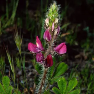 Lupinus hirsutissimus, Cape Canyon, Catalina Island