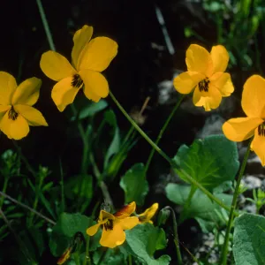 Viola pedunculata, road to Lone Tree, Catalina Island