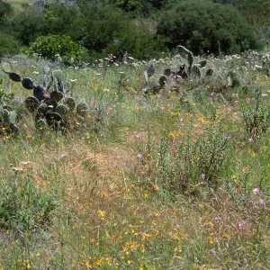 wildflowers: Achillea (Yarrow), Bloomeria (Gold Star), Calochortus, East of Isthmus, Catalina Island