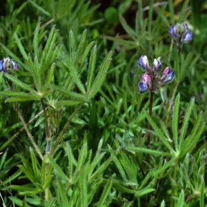 Lupinus bicolor, Cape Canyon, Catalina Island