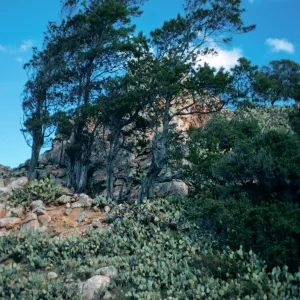 Lyonothamnus floribundus, Goat Harbor Canyon, Catalina Island
