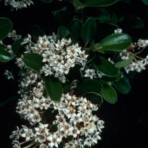 Ceanothus megacarpus insularis, Black Jack Junction, Catalina Island