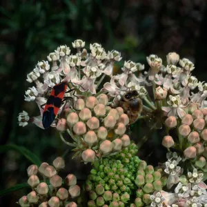 Asclepias fascicularis + Milkweed + Honeybee, Santa Barbara Botanic Garden