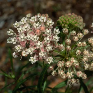 Asclepias fascicularis, Santa Barbara Botanic Garden