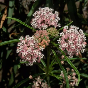 Asclepias fascicularis, Cherry Cove, Catalina Island