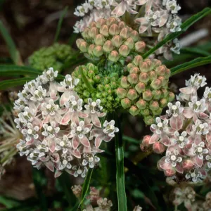 Asclepias fascicularis, Cherry Canyon, Catalina Island