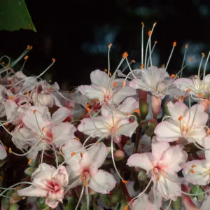 Aesculus californica, Santa Barbara Botanic Garden