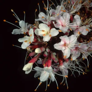 Aesculus californica, Santa Barbara Botanic Garden