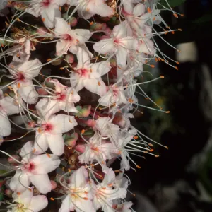 Aesculus californica, Santa Barbara Botanic Garden