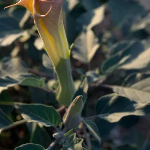 Datura wrightii, 29 Palms, San Bernardino County