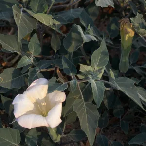 Datura wrightii, 29 Palms, San Bernardino County