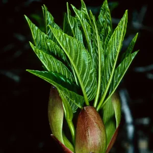 Aesculus californica, Santa Barbara Botanic Garden