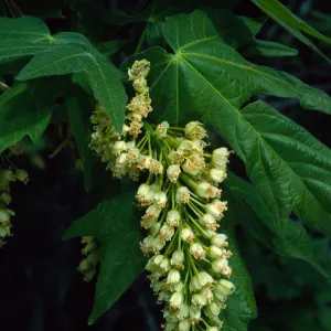 Acer macrophyllum, West fork of Cold Springs Trail, Santa Ynez Mountains
